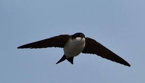 Attēlu rezultāti vaicājumam “Delichon urbicum”