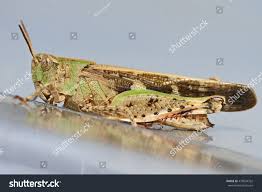 Attēlu rezultāti vaicājumam “Myrmeleotettix maculatus”