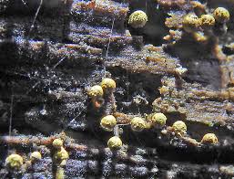 Attēlu rezultāti vaicājumam “Trichia ambigua spores”