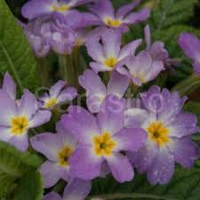 Attēlu rezultāti vaicājumam “Primula x margotae”