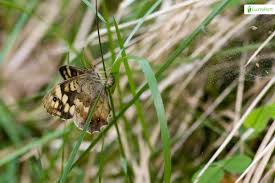 Attēlu rezultāti vaicājumam “Pararge aegeria underside”