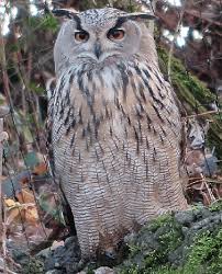 Attēlu rezultāti vaicājumam “Bubo bubo”