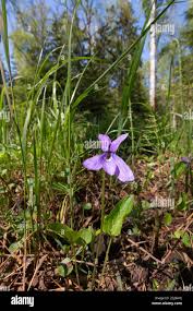 Attēlu rezultāti vaicājumam “Viola uliginosa”