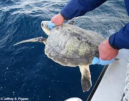 Image result for Lepidochelys kempii