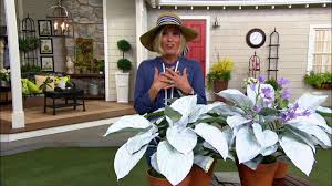 Image result for Hosta White Feather