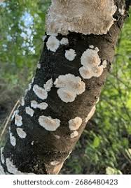 Attēlu rezultāti vaicājumam “Basidioradulum radula”