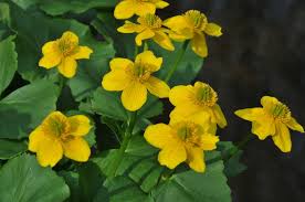 Attēlu rezultāti vaicājumam “Caltha palustris flower”