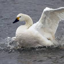 Image result for Sussex Swans