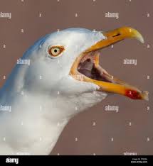 Attēlu rezultāti vaicājumam “Larus argentatus adult”