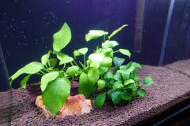 「水蘊草」的圖片搜尋結果