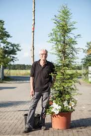 Image result for Mammutbaum