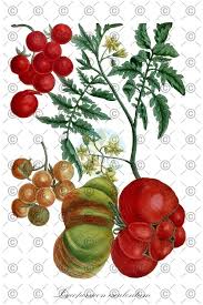 Attēlu rezultāti vaicājumam “Lycopersicon esculentum leaf”