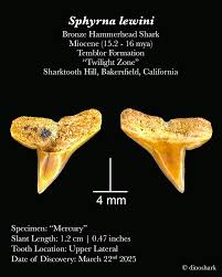 Image result for Sphyrna lewini