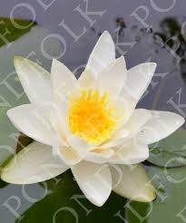 Attēlu rezultāti vaicājumam “Nymphaea alba flower”