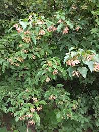 Attēlu rezultāti vaicājumam “Acer tataricum subsp. ginnala bud”