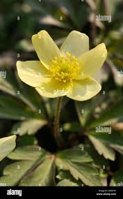 Attēlu rezultāti vaicājumam “Anemone x lipsiensis leaf”