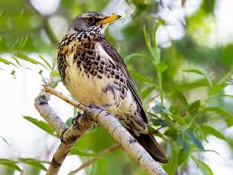 Attēlu rezultāti vaicājumam “Turdus pilaris adult”