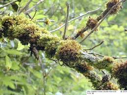 Attēlu rezultāti vaicājumam “Orthotrichum affine var. affine”