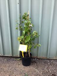 Attēlu rezultāti vaicājumam “Ampelopsis glandulosa var. brevipedunculata”