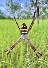 Image result for st andrews cross spider