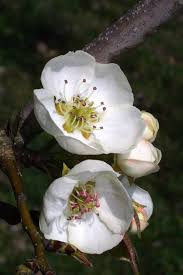 Attēlu rezultāti vaicājumam “Pyrus”