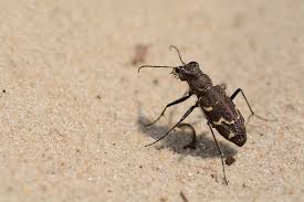 Attēlu rezultāti vaicājumam “Cicindela sylvatica”