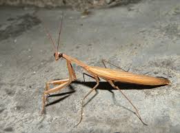 Attēlu rezultāti vaicājumam “Mantis religiosa”