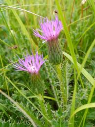 Attēlu rezultāti vaicājumam “Cirsium acaule leaf”