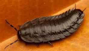 Attēlu rezultāti vaicājumam “Silpha sp.”