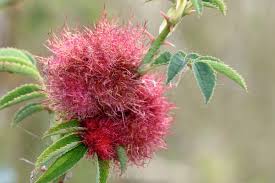 Attēlu rezultāti vaicājumam “Diplolepis rosae”