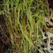 Attēlu rezultāti vaicājumam “Isothecium alopecuroides”