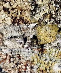 Attēlu rezultāti vaicājumam “Lepraria”