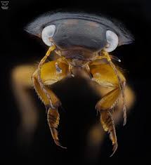 Attēlu rezultāti vaicājumam “Hydrochara caraboides”