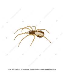 Attēlu rezultāti vaicājumam “Linyphiidae”