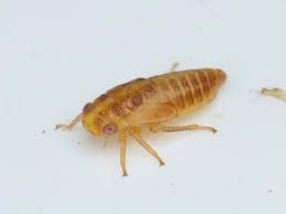 Attēlu rezultāti vaicājumam “Oncopsis sp.”