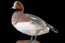 Attēlu rezultāti vaicājumam “Anas penelope”