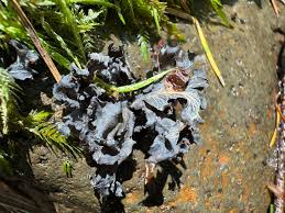 Attēlu rezultāti vaicājumam “Peltigera”