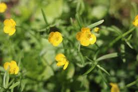 Attēlu rezultāti vaicājumam “Ranunculus auricomus leaf”