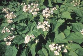 Attēlu rezultāti vaicājumam “Catalpa ovata leaf”