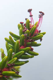 Attēlu rezultāti vaicājumam “Empetrum nigrum flower”