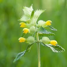 Attēlu rezultāti vaicājumam “Rhinanthus serotinus flower”