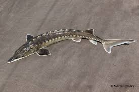 Image result for Acipenser oxyrinchus oxyrinchus