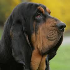 Image result for Carlisle BloodHounds