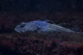 Image result for Myoxocephalus scorpius