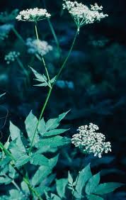 Attēlu rezultāti vaicājumam “Chaerophyllum aromaticum fruit”