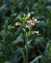 Attēlu rezultāti vaicājumam “Nicotiana tabacum”