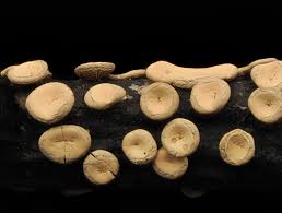 Attēlu rezultāti vaicājumam “Diderma simplex spores”