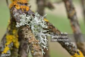 Attēlu rezultāti vaicājumam “Hyphodontia barba-jovis”