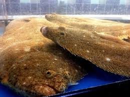 Image result for Paralichthys dentatus