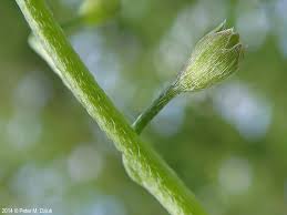 Attēlu rezultāti vaicājumam “Stemonitopsis subcaespitosa stalked”